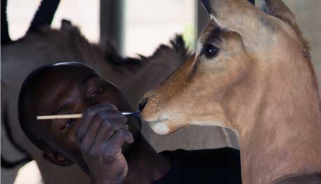 Taxidermy Pretoria